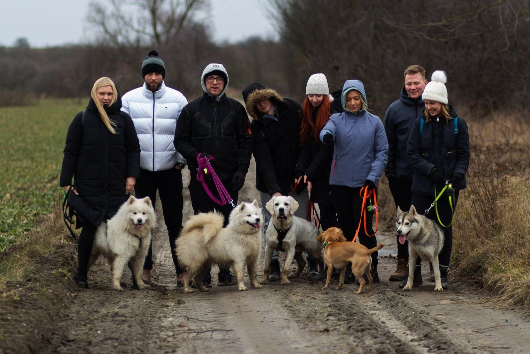 Siberian Husky FCI ZKwP - planowany miot