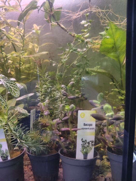 Plantas aquário apartir de 2,50€