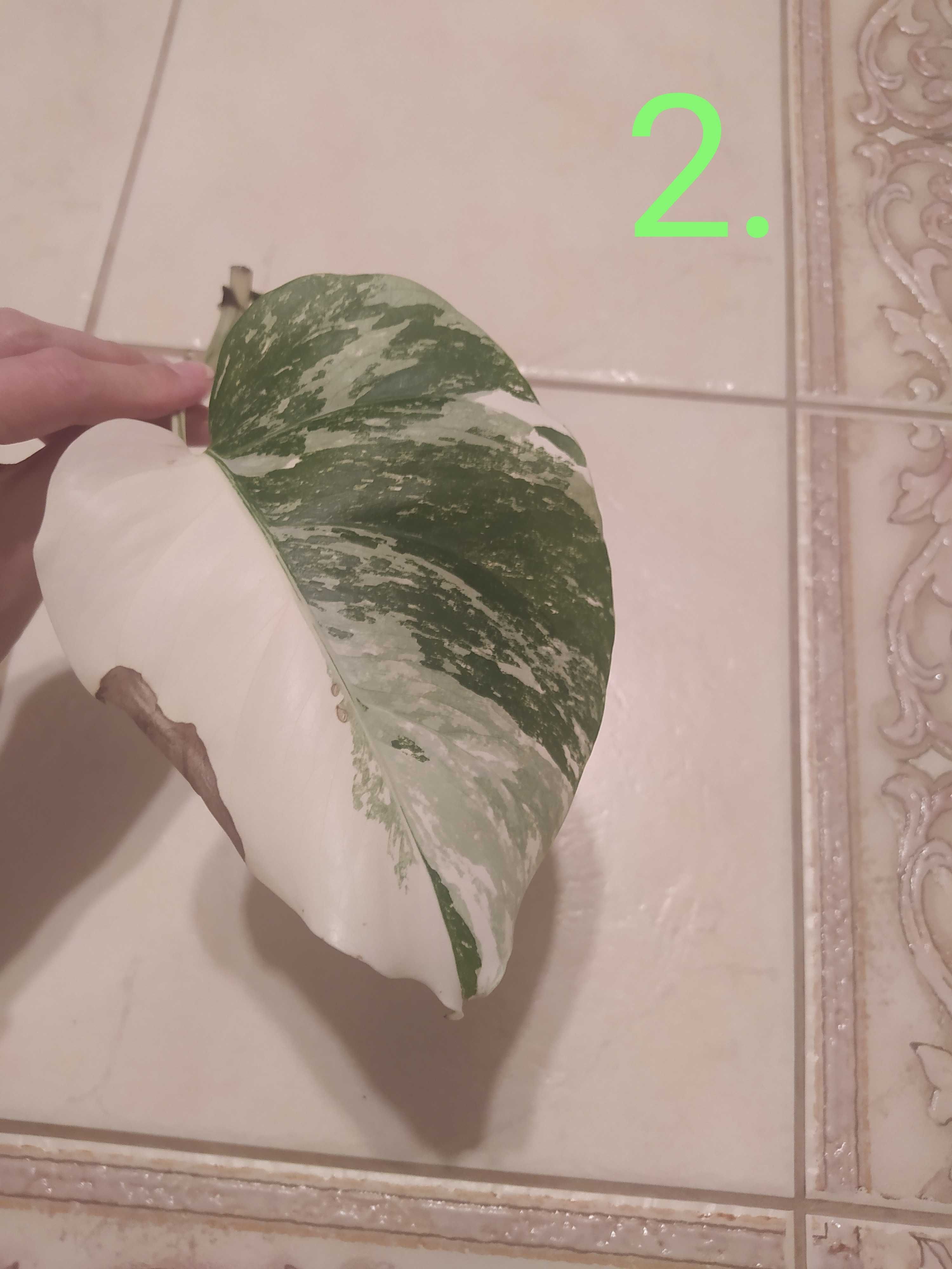 Monstera variegata