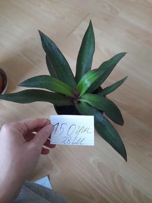 Продам вазони рео( традесканція покривальчата)