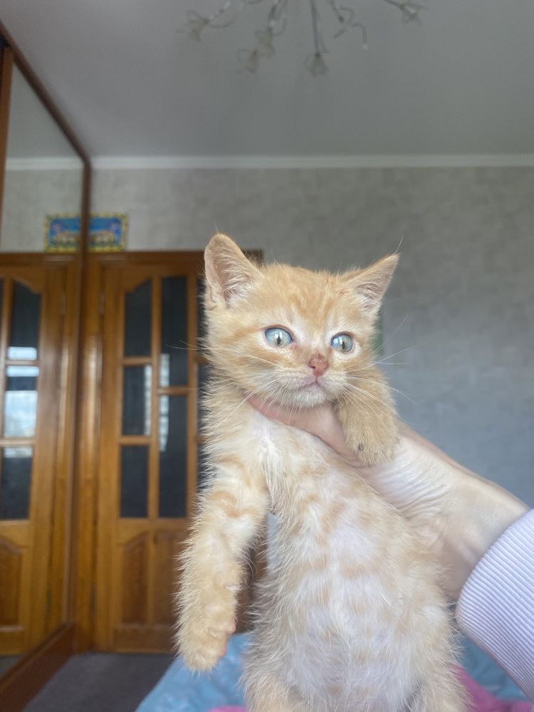 Радость в дом к деткам