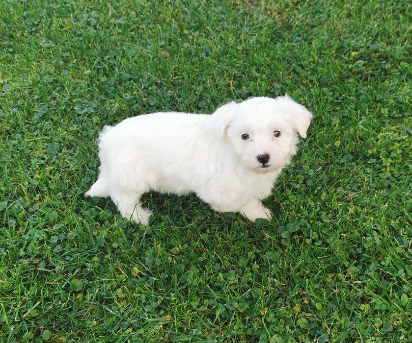 Cudowna dziewczynka rasy MALTAŃCZYK !!