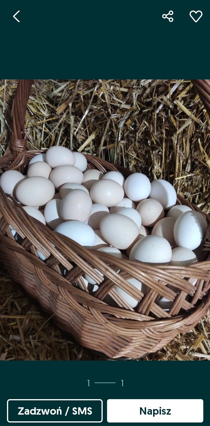 Swojskie domowe jajka wolny wybieg