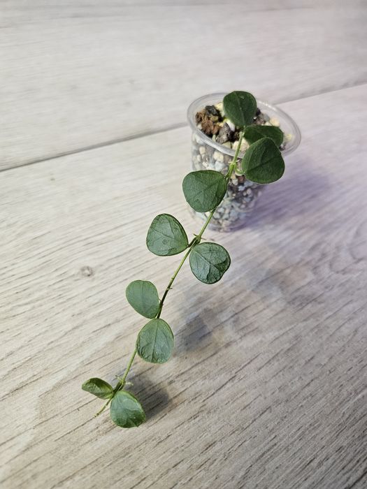 Hoya obcordata. Sadzonka
