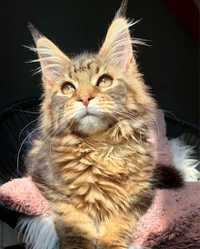 Кошеня Мейн кун, дівчинка Maine coon, від розплідника WCF