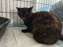 Wykastrowana Dorota do adopcji