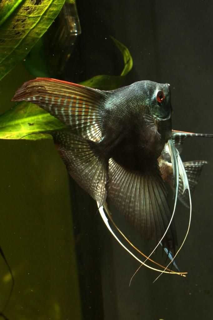 Żaglowiec skalar odmiana PINOY BLACK - Pterophyllum - dowóz, wysyłka