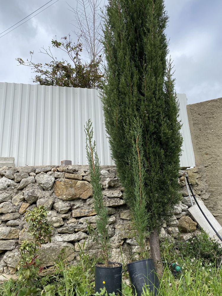 Cedro Italiano - cupressus sempervivens