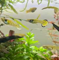 Guppies endler tiger