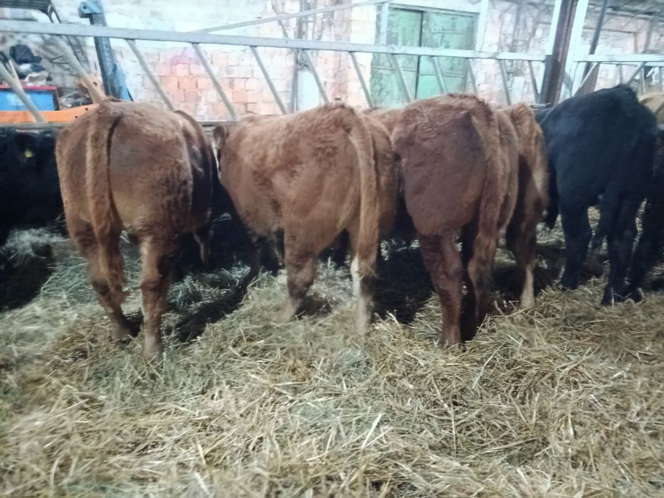 Byczki Limousine Mięsne LM MM Polskie