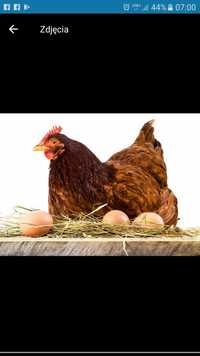 Jajka wiejskie kury wolny wybieg gospodarstwo