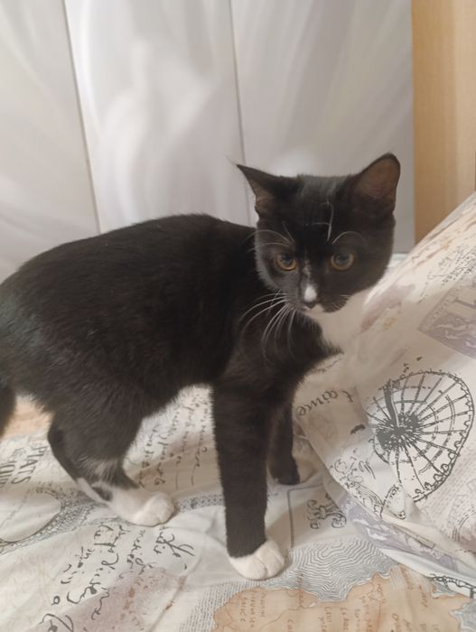 Віддамо активних котиків в турботливі руки