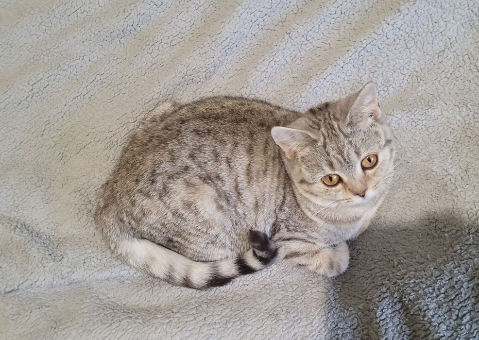 Девочка шиншилла пятнистый окрас