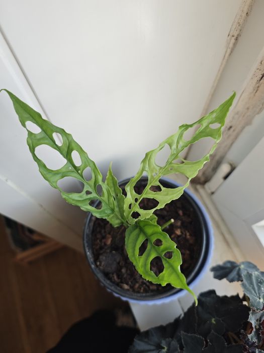 Monstera oblíqua peru