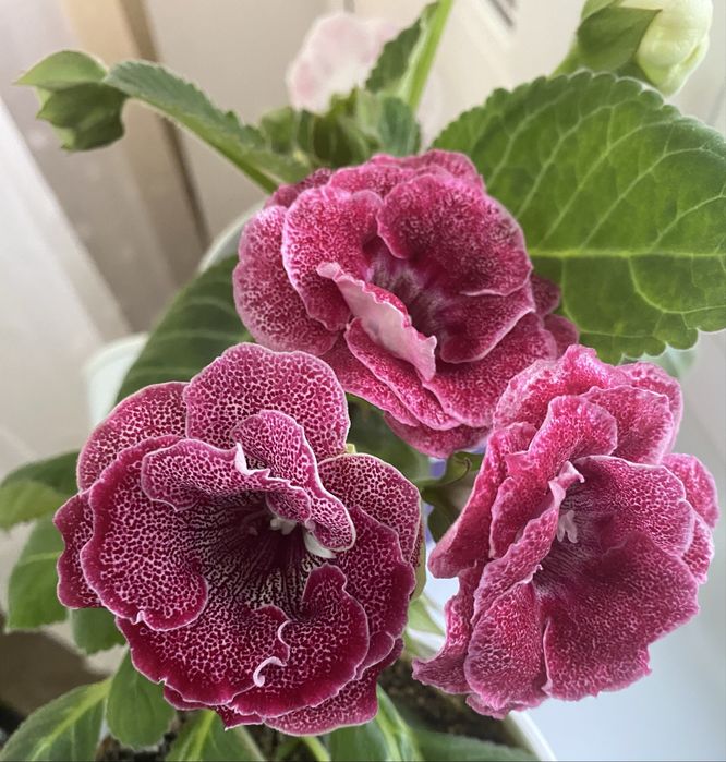 Глоксинія Бранденбургский концерт