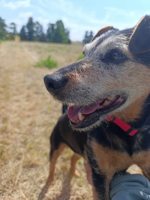 Suczka do adopcji!