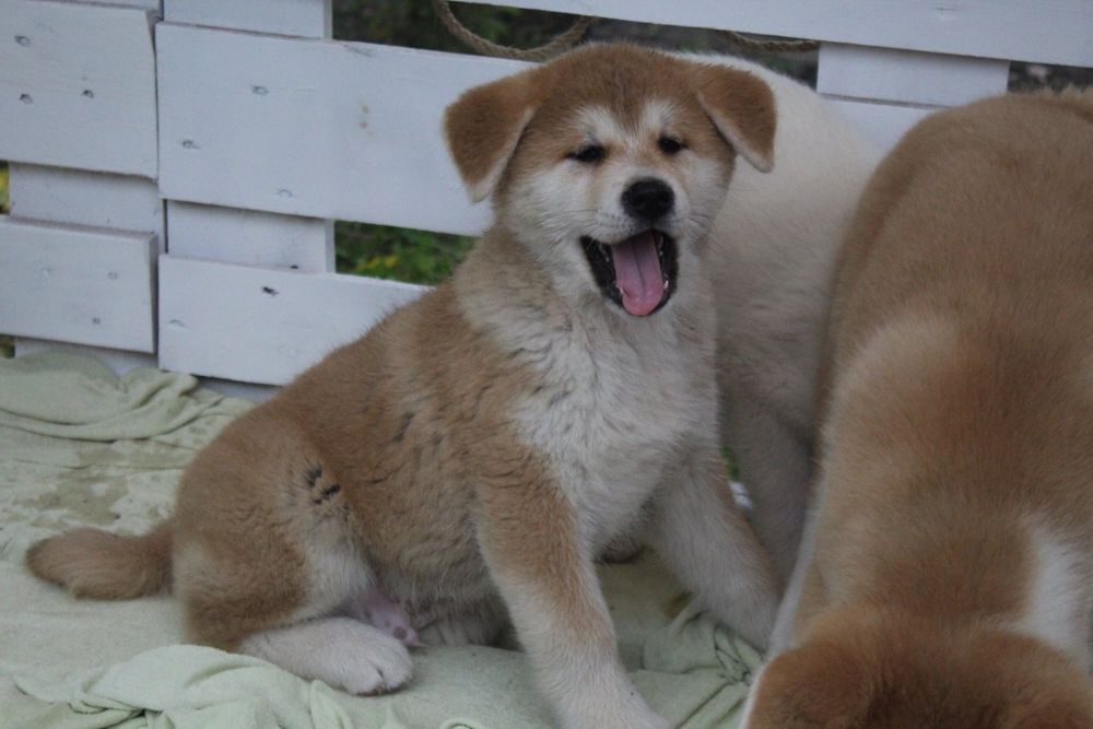 Чудові цуценята акіта іну КСУ.