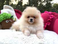 Szpic miniaturowy pomeranian chlopiec z rodowodem