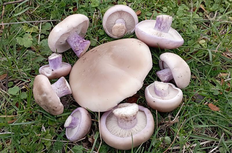 Міцелій Рядовки лиловоногої