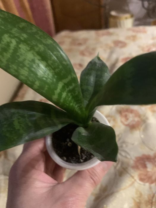 Продам сансеверіі