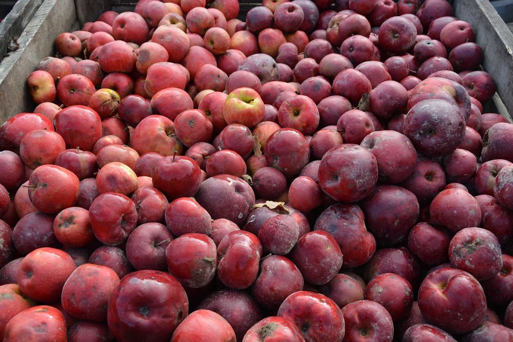 Jabłka na soki, II gatunek, przemysłowe , spady