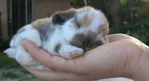 КРОЛИКИ  Декоративные. Детки. Домашние. Ручные. разные. есть КЛЕТКИ.