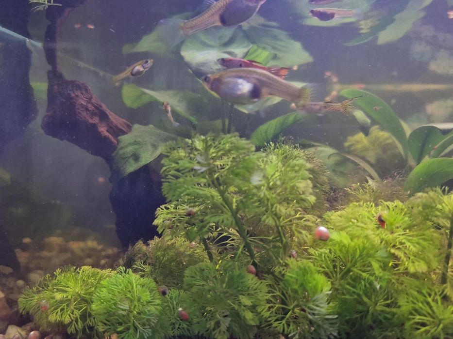 Guppys e plantas aquáticas