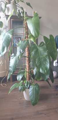 Philodendron Jose Buno