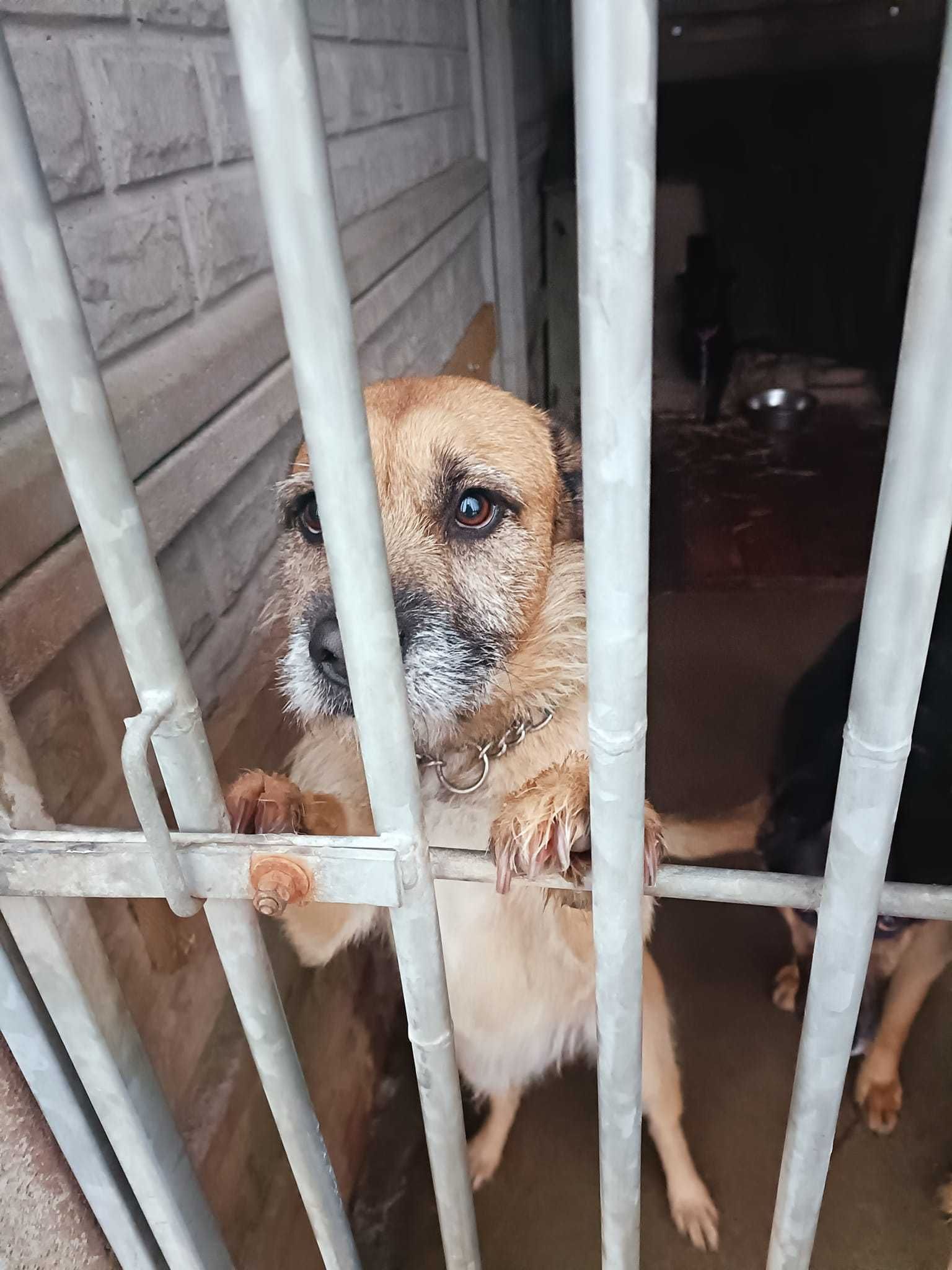 Tedi - uroczy młody psiak - szuka domu na zawsze !