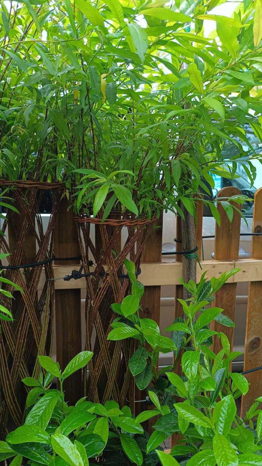 Wielka wyprzedaż!Wierzba pleciona salix(różne sploty)od 100 zł