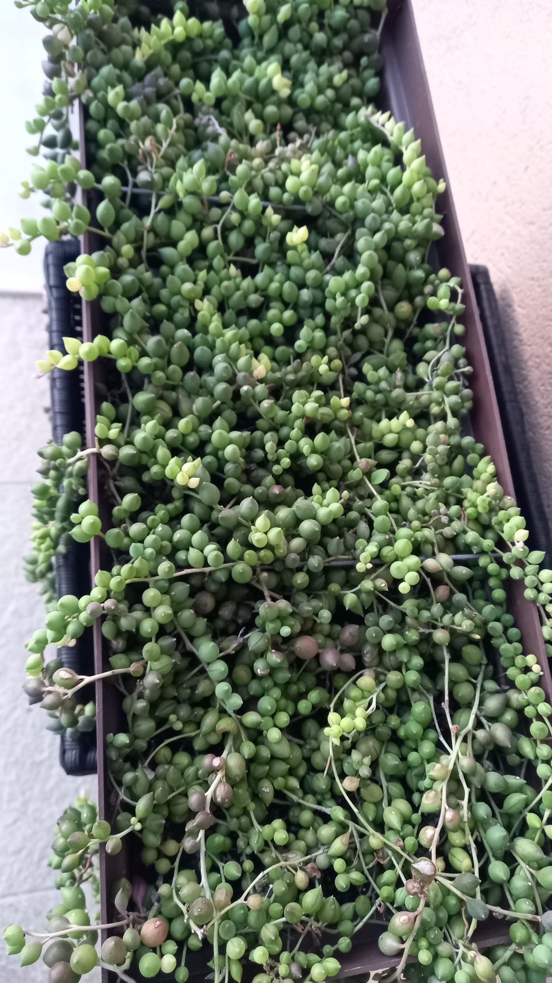 Senecio Rowleyanus ( colar de pérolas)