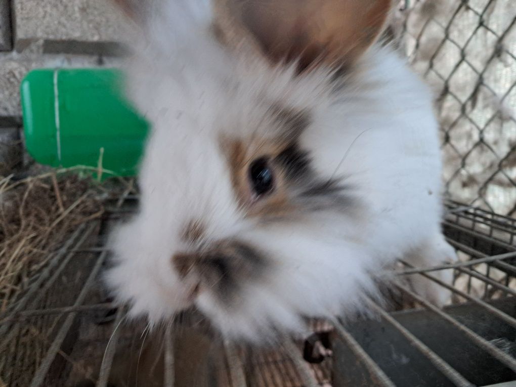 Vendo Coelhos caseiros