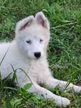 Łajka jakucka nie owczarek nie collie nie samojed