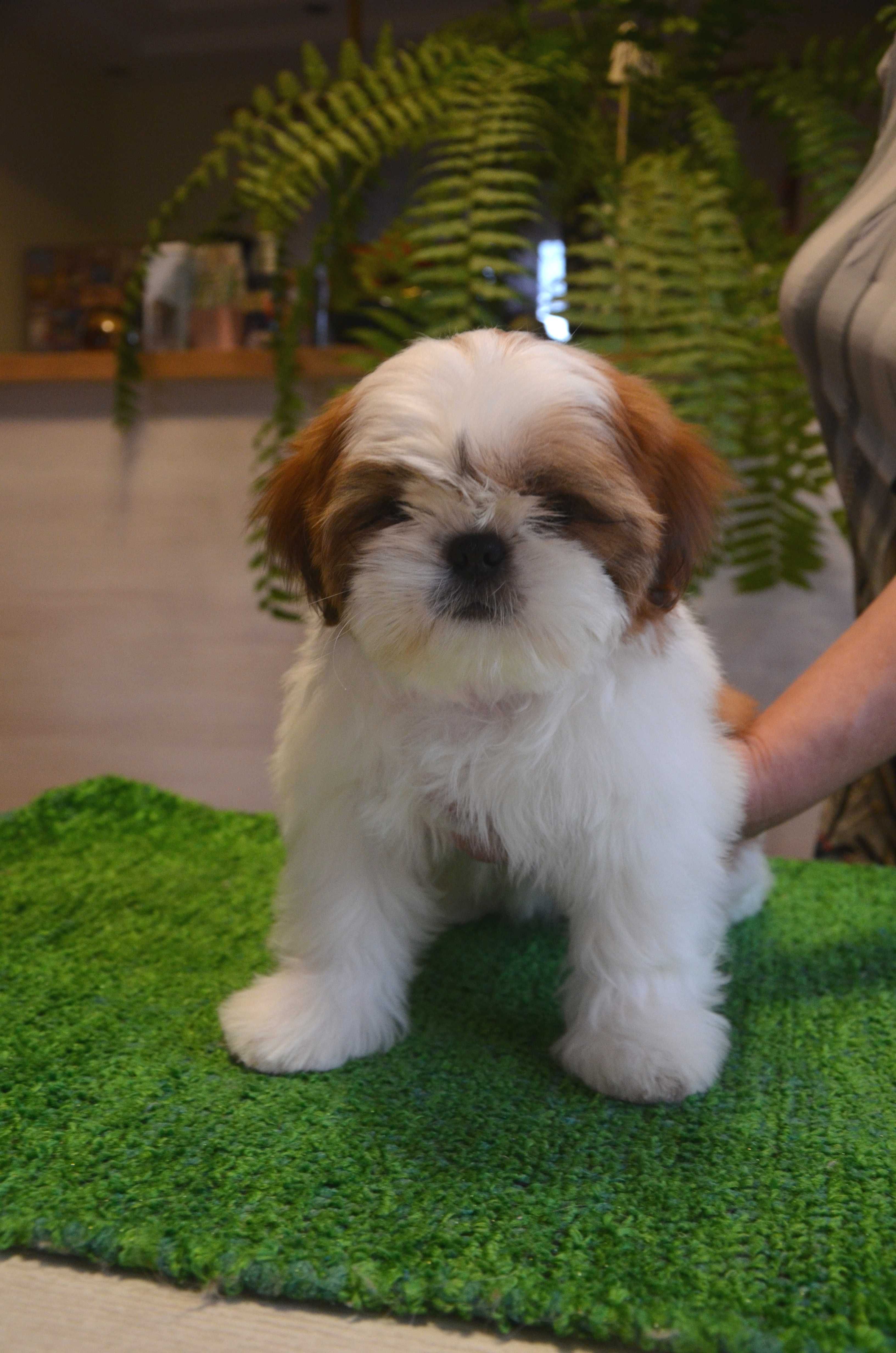 Shih-Tzu śliczna suczka z rodowodem ZKwP /FCI