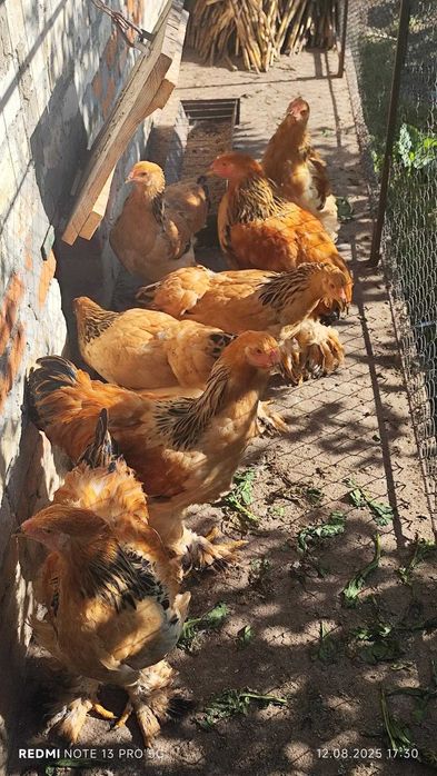 Продам курчата палевої і куріпчастої брами