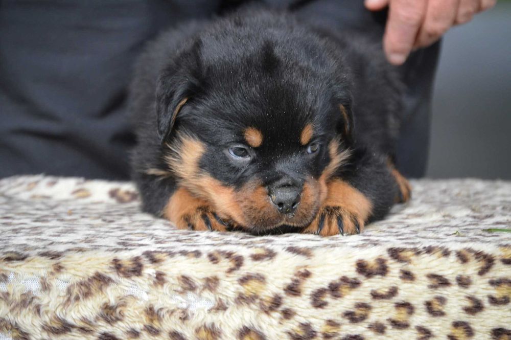 Rottweiler ZKwP/FCI - Suka - Rezerwacja
