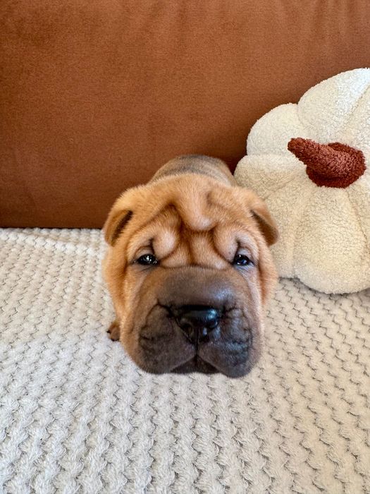 Shar pei szczenię z rodowodem ZKWP FCI