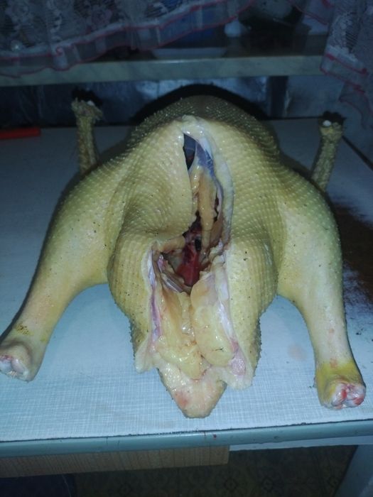 Gęsi zabite i oskubane tuszki gęsina