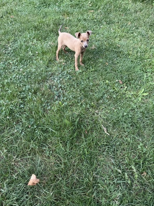 Продається дівчинка той- терєра