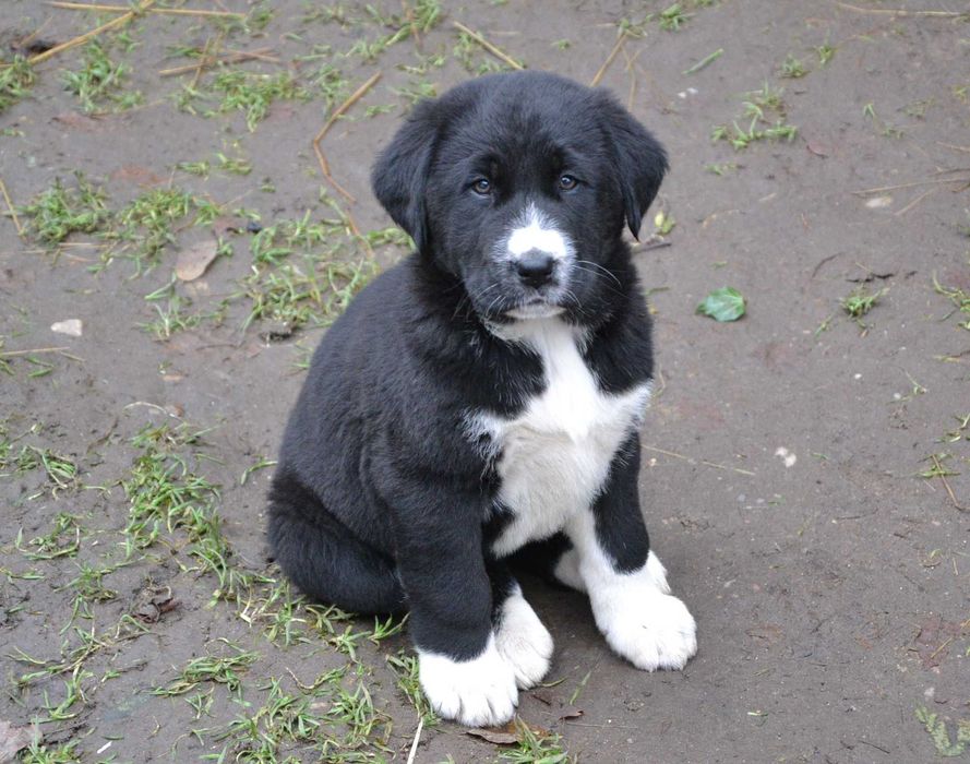 Owczarek środkowoazjatycki FCI