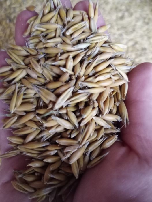 Owies Jary Rambo zbiór 2025