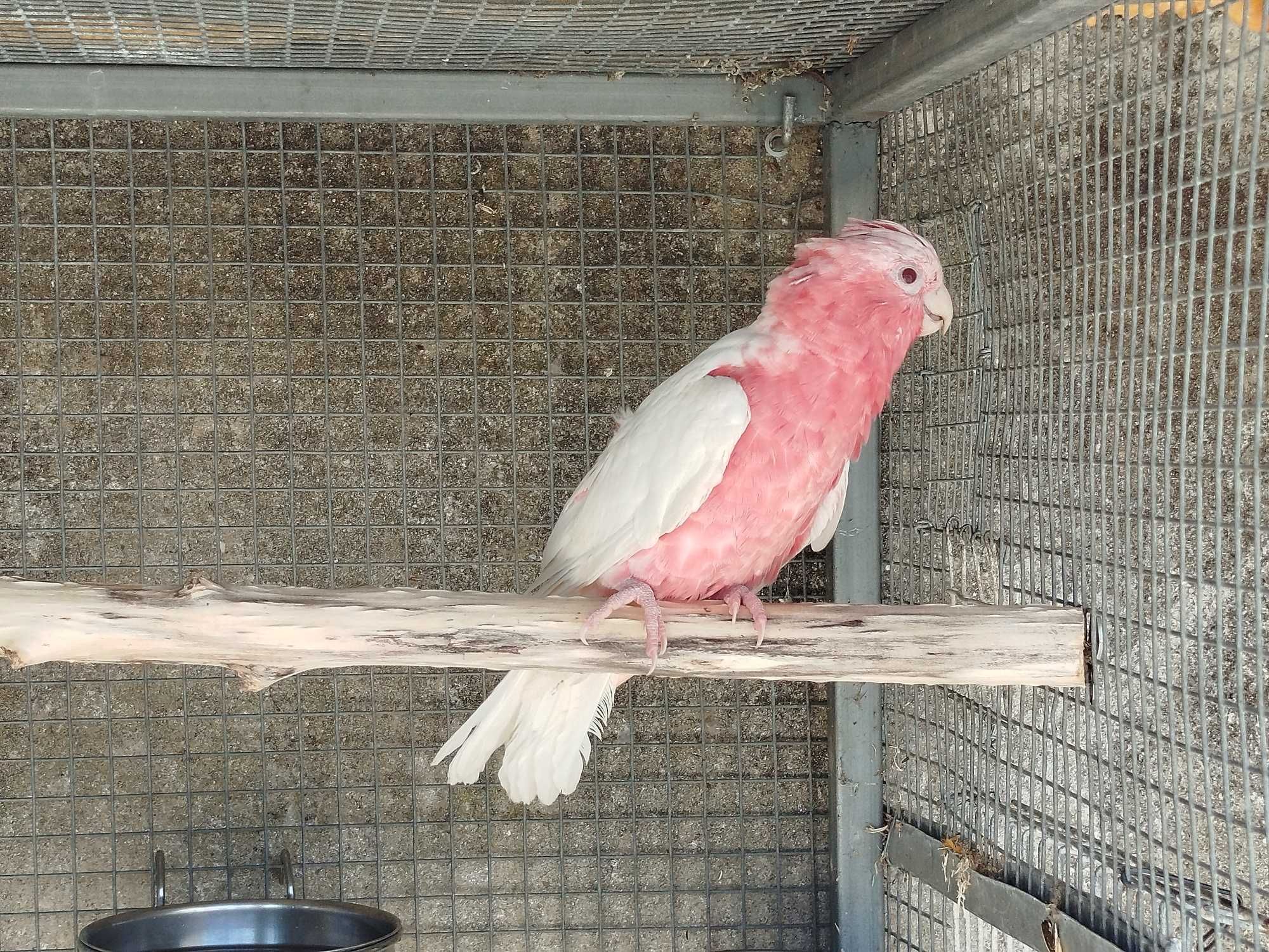 Aves bico curvo diversas espécie