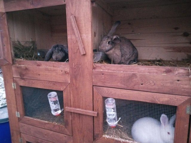 Klatka dla królików, kury ozdobne, box