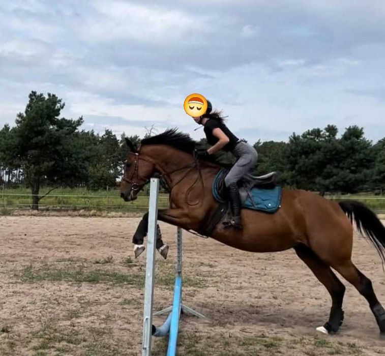 Sprzedam klacz sp 9 lat