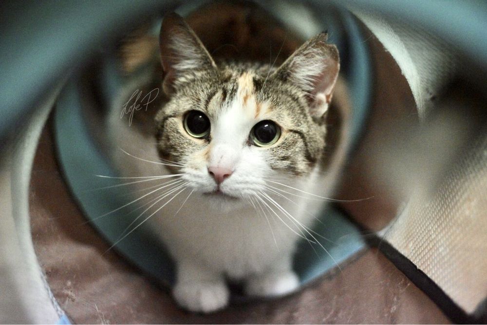 Kochana, śliczna i młoda Taśka czeka na odpowiedzialny domek!