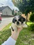Shih tzu  suczka  gotowa do zmiany domu
