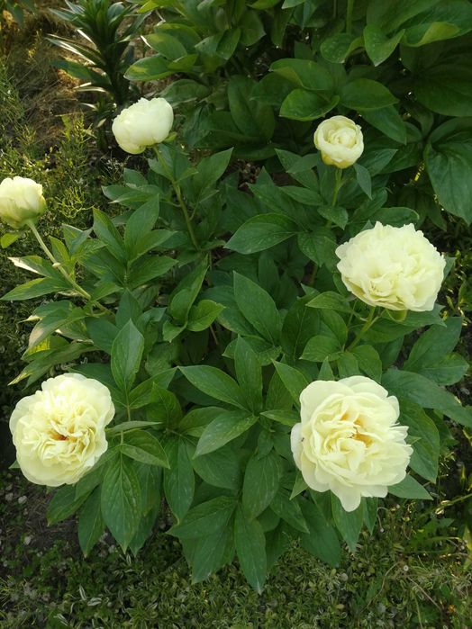 пастель грин гортензия