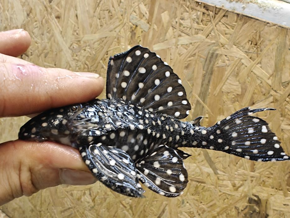 Contradens dorosły samiec