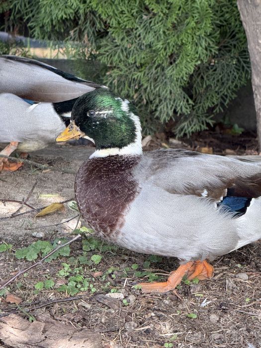 Callduck kaczka miniaturowa kaczorek