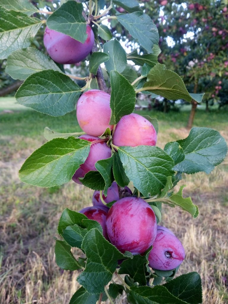 Sprzedam śliwki, wiśnie i borówki.